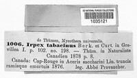 Hydnochaete tabacina image